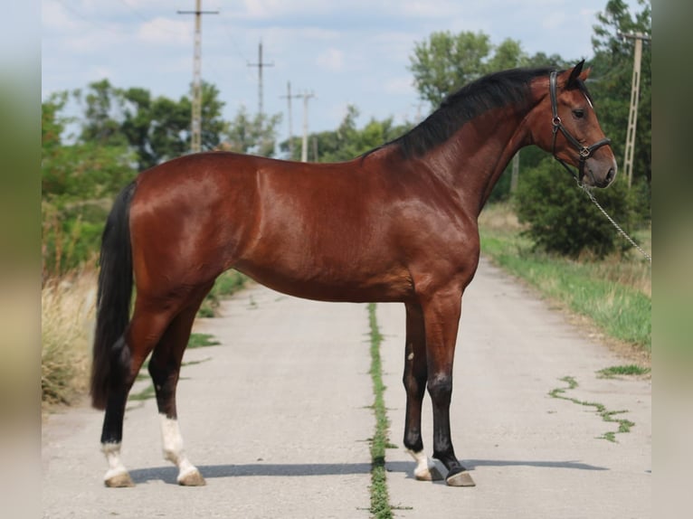 KWPN Mare 3 years 16,2 hh Brown in Wien, Innere Stadt