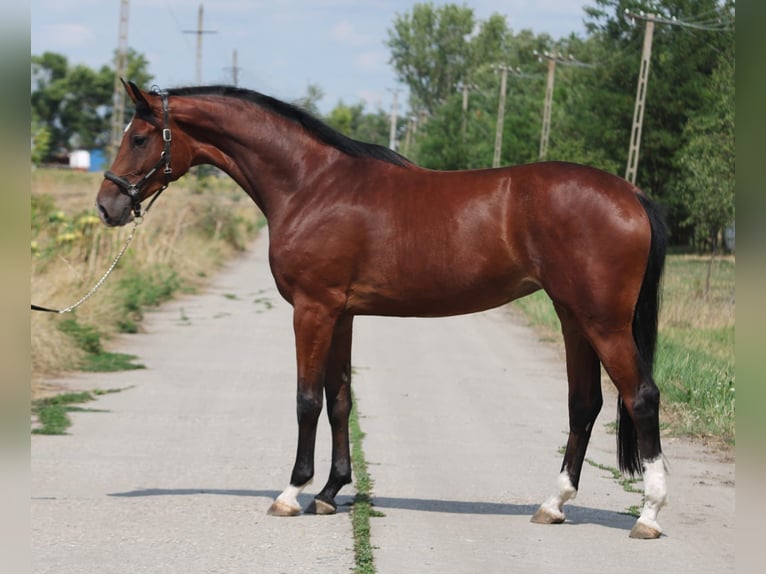 KWPN Mare 3 years 16,2 hh Brown in Wien, Innere Stadt