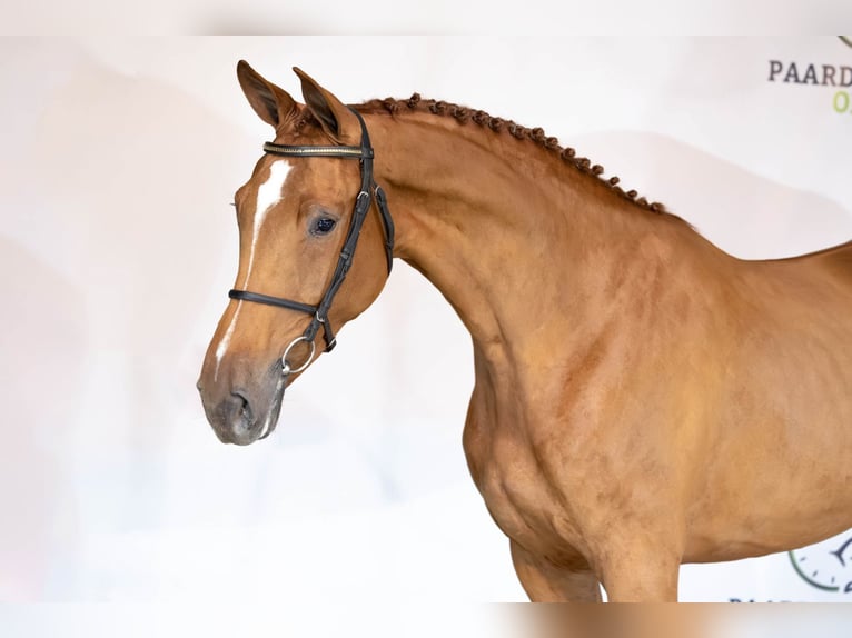 KWPN Mare 3 years 16,2 hh Chestnut in Heerde