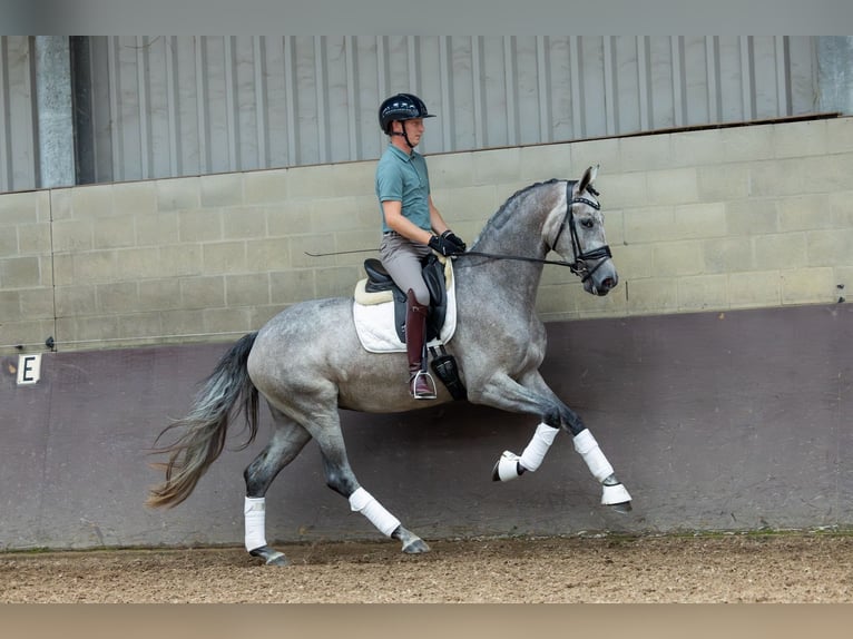 KWPN Mare 3 years 16,2 hh Grey-Blue-Tan in Burgenland