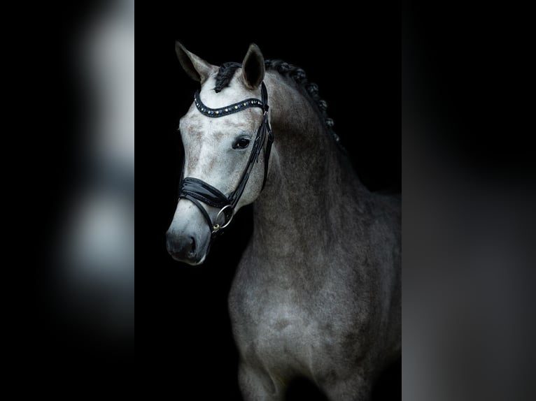 KWPN Mare 3 years 16,2 hh Grey-Blue-Tan in Burgenland