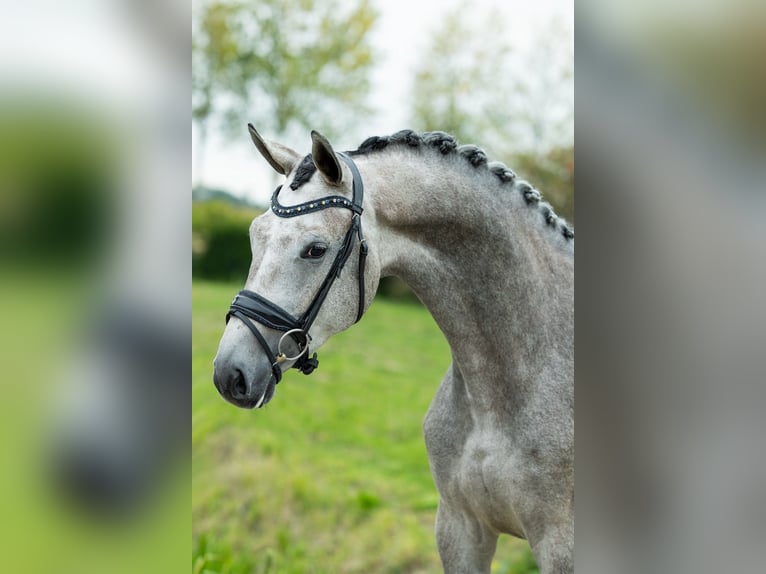 KWPN Mare 3 years 16,2 hh Grey-Blue-Tan in Burgenland