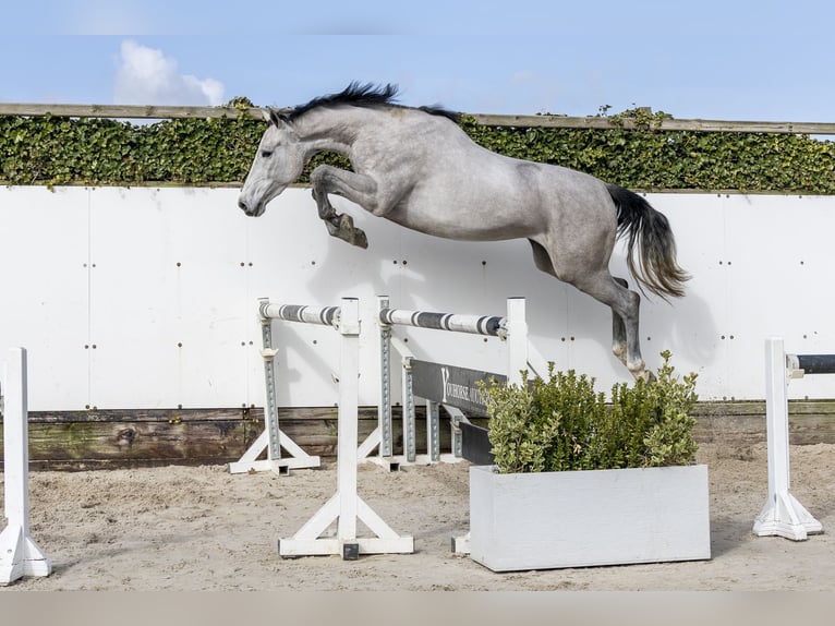KWPN Mare 3 years 16,2 hh Grey in Waddinxveen
