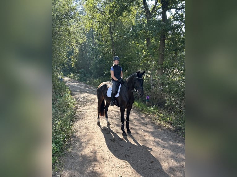 KWPN Mare 3 years 16,3 hh Bay-Dark in de Wijk