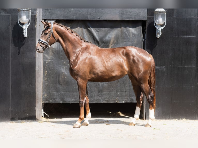 KWPN Mare 3 years 16,3 hh Chestnut in Oosterhout