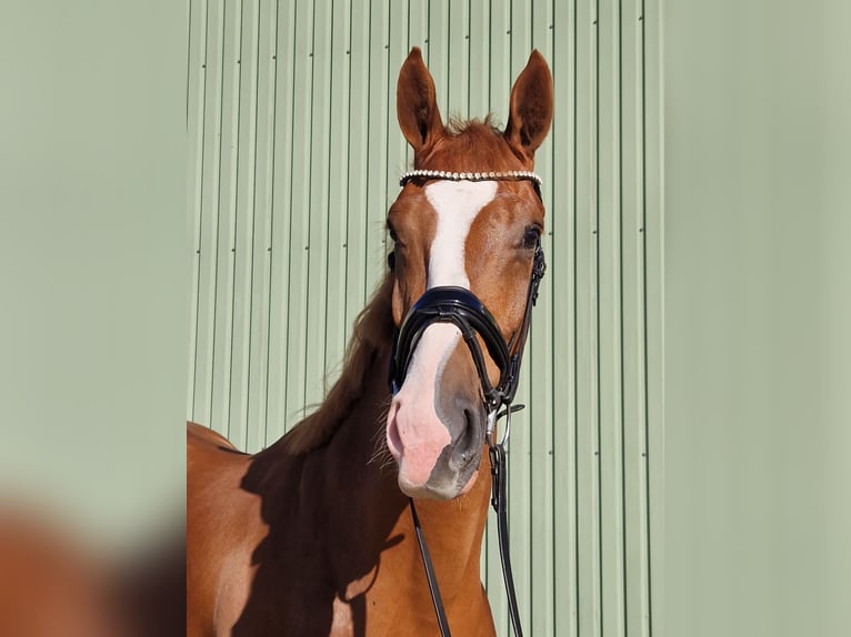 KWPN Mare 3 years 17,1 hh Chestnut-Red in Wijdenes