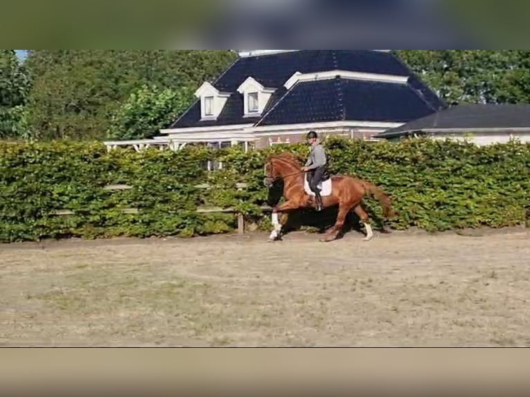 KWPN Mare 3 years 17,1 hh Chestnut-Red in Wijdenes