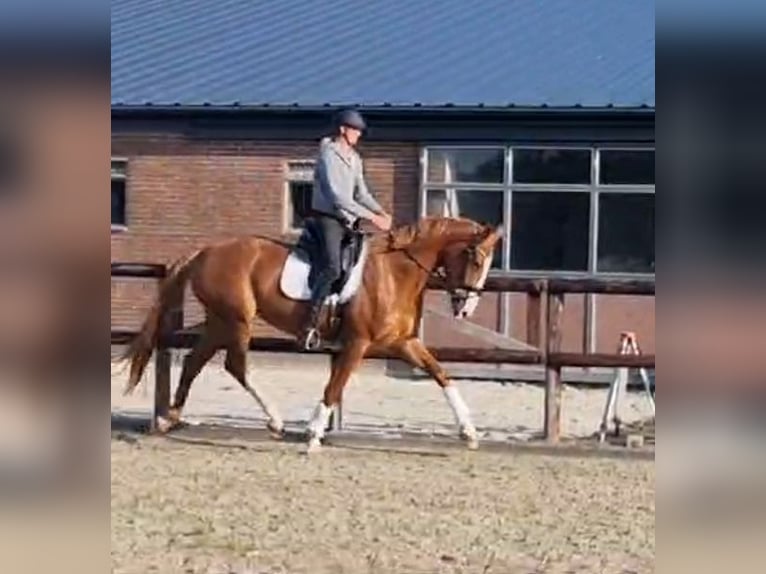 KWPN Mare 3 years 17,1 hh Chestnut-Red in Wijdenes