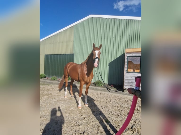 KWPN Mare 3 years 17,1 hh Chestnut-Red in Wijdenes