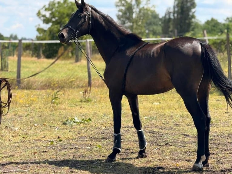 KWPN Mare 3 years 17 hh Bay-Dark in B&#xF3;csa