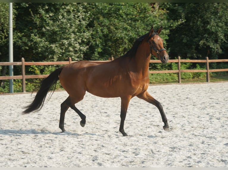 KWPN Mare 3 years 17 hh Brown in Bergen L