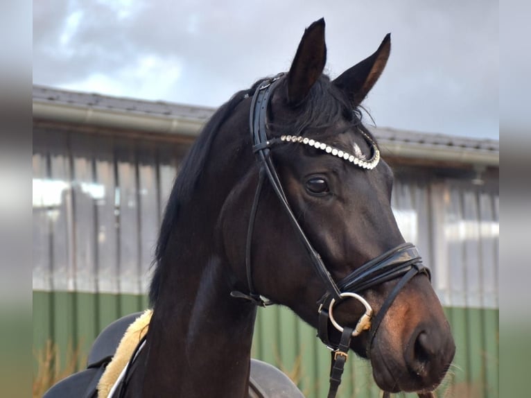 KWPN Mare 3 years 17 hh Brown in Neuss