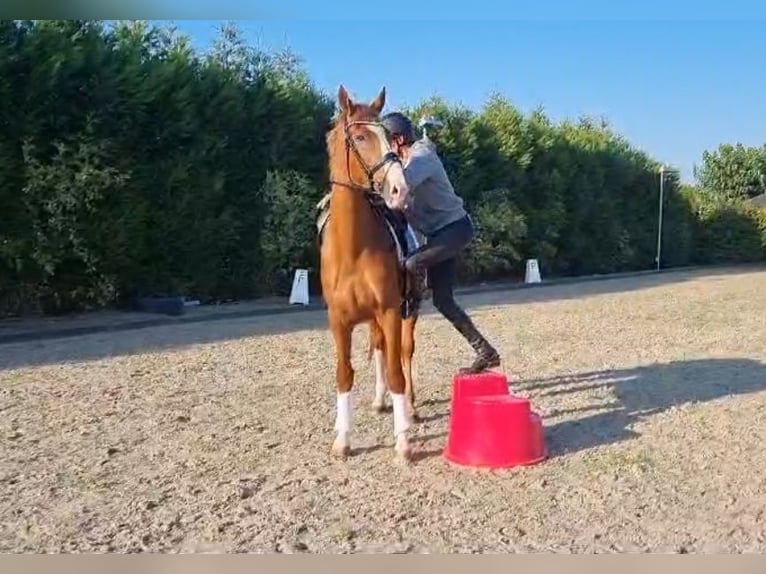 KWPN Mare 3 years 17 hh Chestnut-Red in Wijdenes