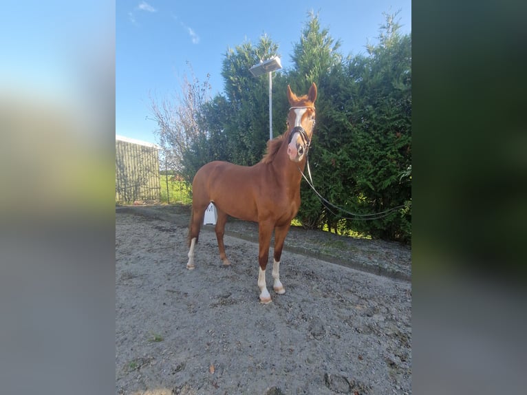 KWPN Mare 3 years 17 hh Chestnut-Red in Wijdenes