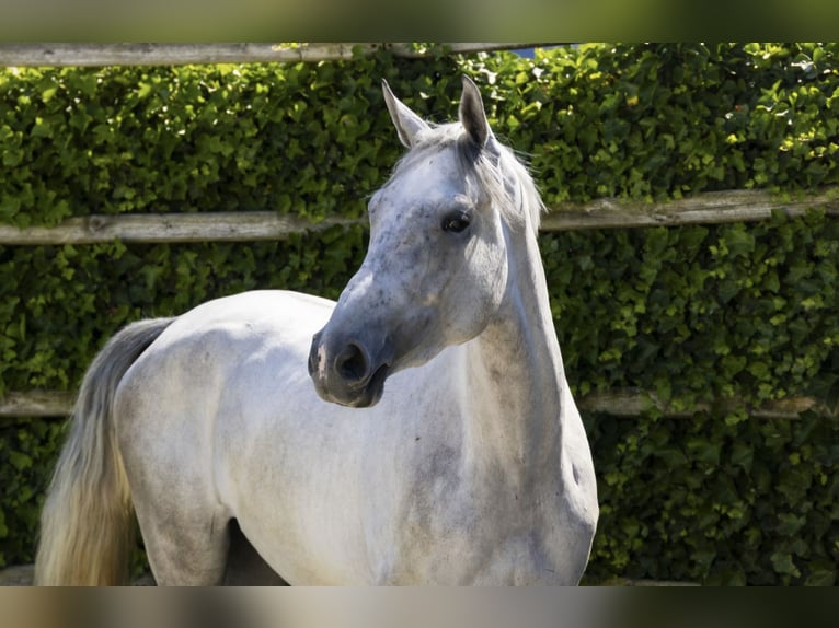 KWPN Mare 3 years 17 hh Grey in Königsbach-Stein