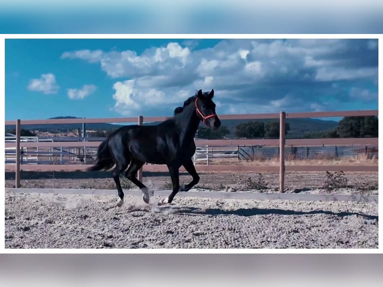 KWPN Mare 3 years Black in colmenar viejo