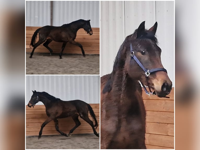 KWPN Mare 3 years in Den Ham