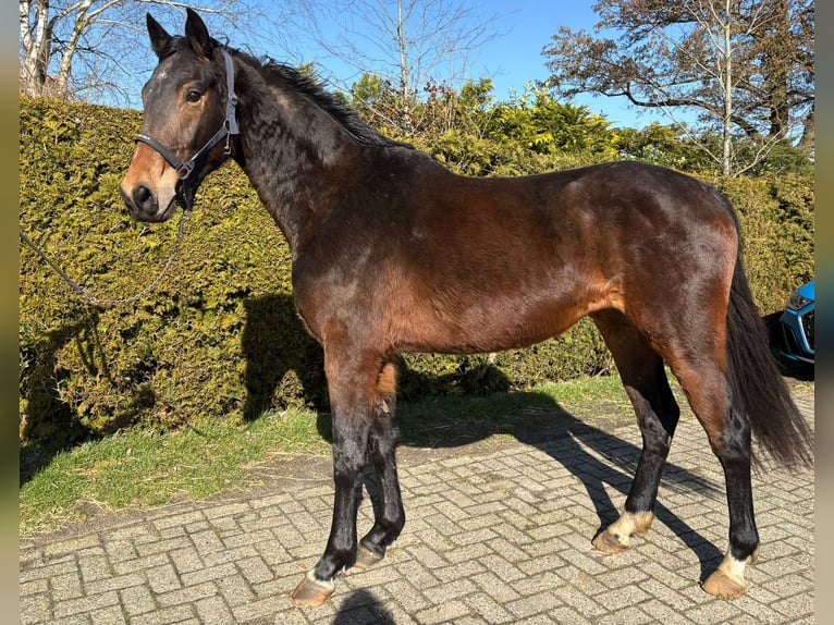 KWPN Mare 3 years Brown in Oldeberkoop