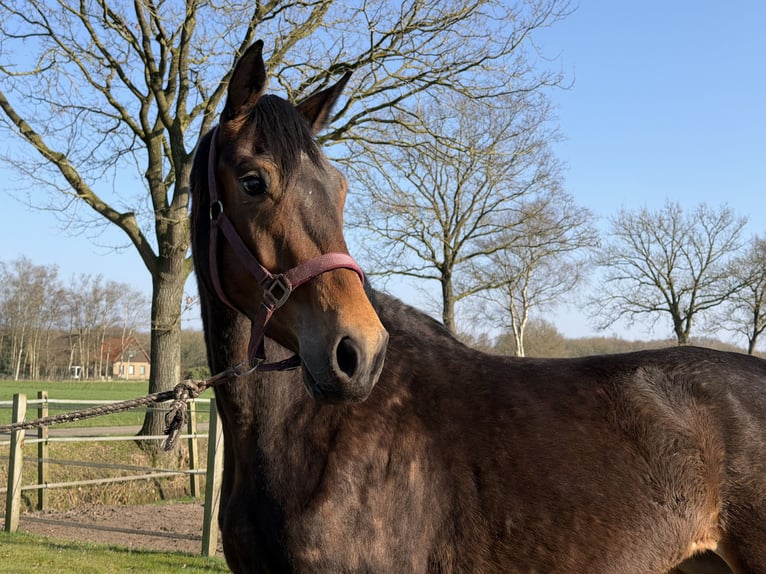 KWPN Mare 3 years Brown in Oldeberkoop