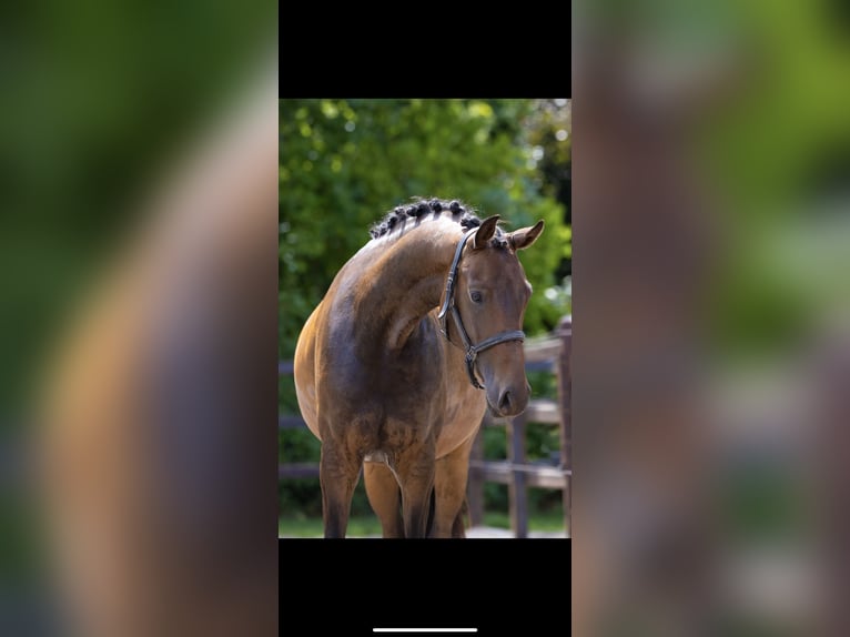 KWPN Mare 3 years Brown in Sint Anthonis