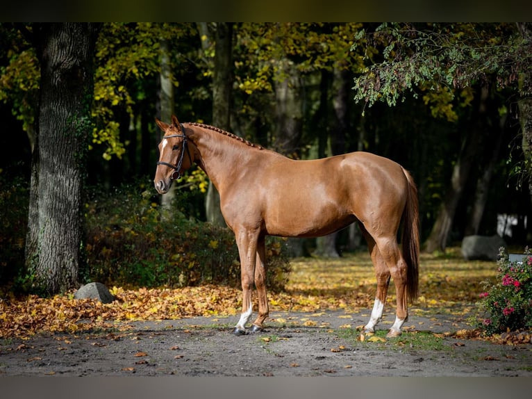 KWPN Mare 3 years Chestnut-Red in Pozna&#x144;
