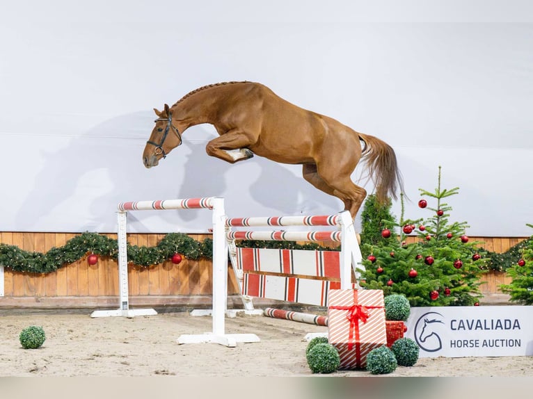 KWPN Mare 3 years Chestnut-Red in Pozna&#x144;