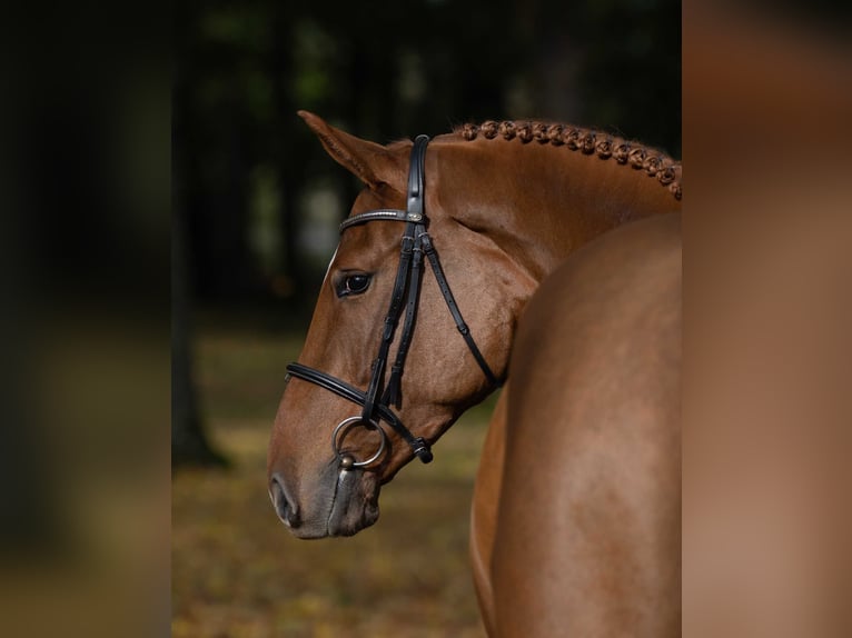 KWPN Mare 3 years Chestnut-Red in Pozna&#x144;