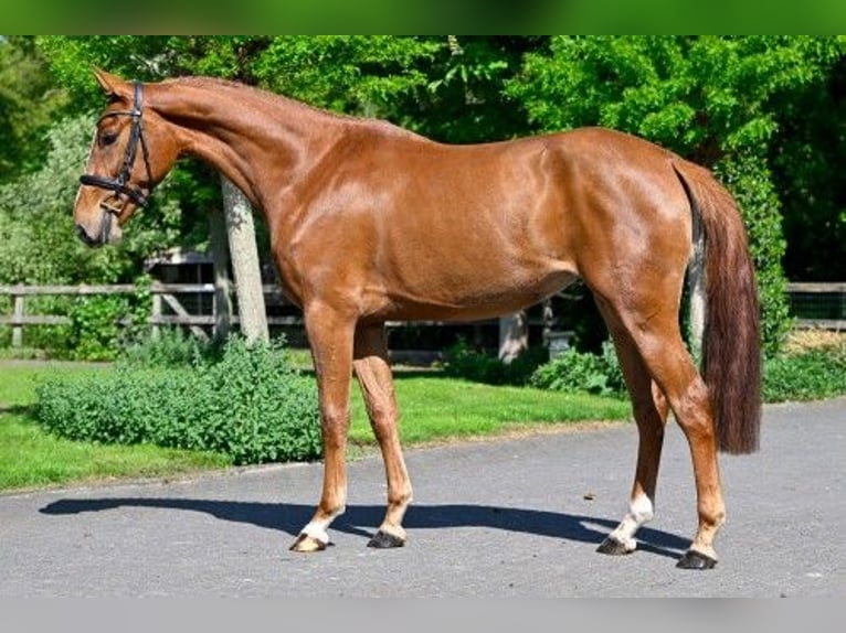 KWPN Mare 3 years Chestnut in wk heerde