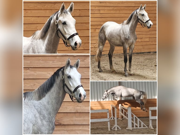 KWPN Mare 3 years Grey in Den Ham