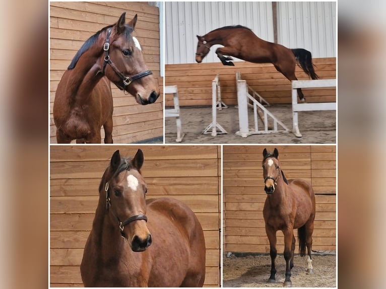 KWPN Mare 3 years in Den Ham