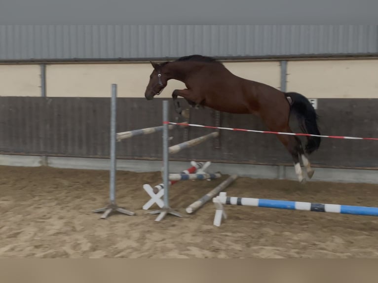 KWPN Mix Mare 3 years  in Denekamp