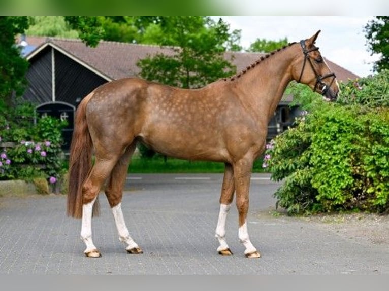 KWPN Mare 3 years in Heerde