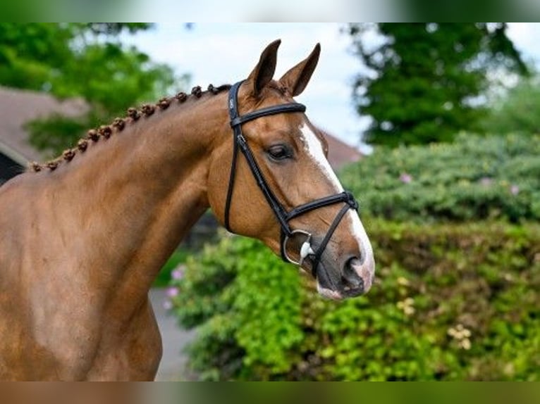 KWPN Mare 3 years in Heerde
