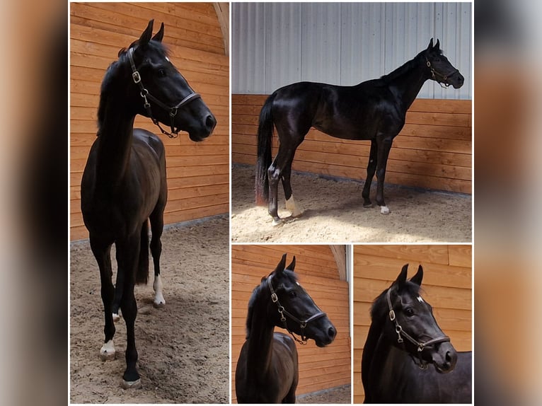 KWPN Mare 3 years Smoky-Black in Den Ham