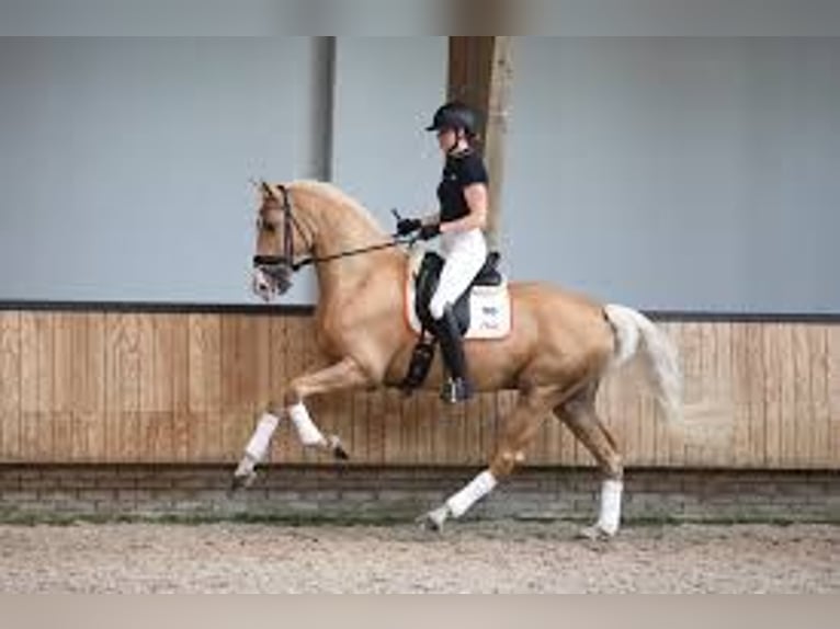 KWPN Mix Mare 4 years 15,1 hh Palomino in Loenhout