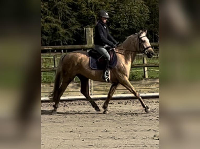 KWPN Mix Mare 4 years 15,1 hh Palomino in Loenhout