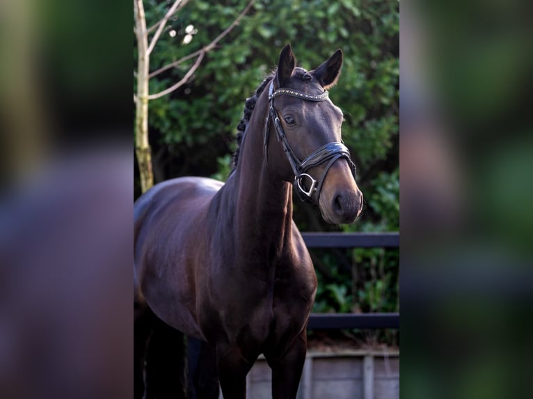 KWPN Mare 4 years 15.3 hh Bay-Dark in Nootdorp