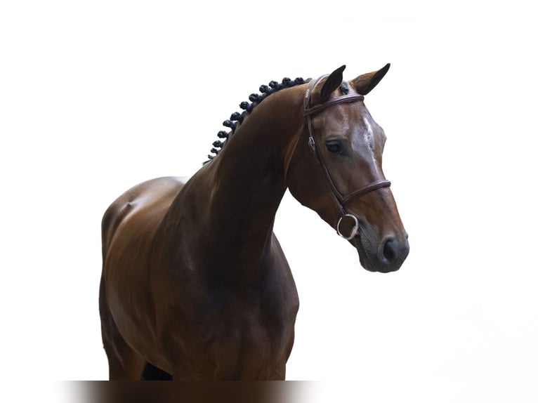 KWPN Mare 4 years 15.3 hh Bay-Dark in Waddinxveen