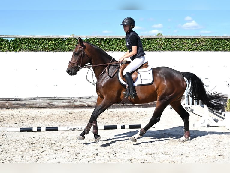 KWPN Mare 4 years 15.3 hh Bay-Dark in Waddinxveen