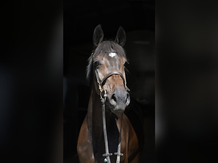 KWPN Mare 4 years 15.3 hh Brown in Geilenkirchen