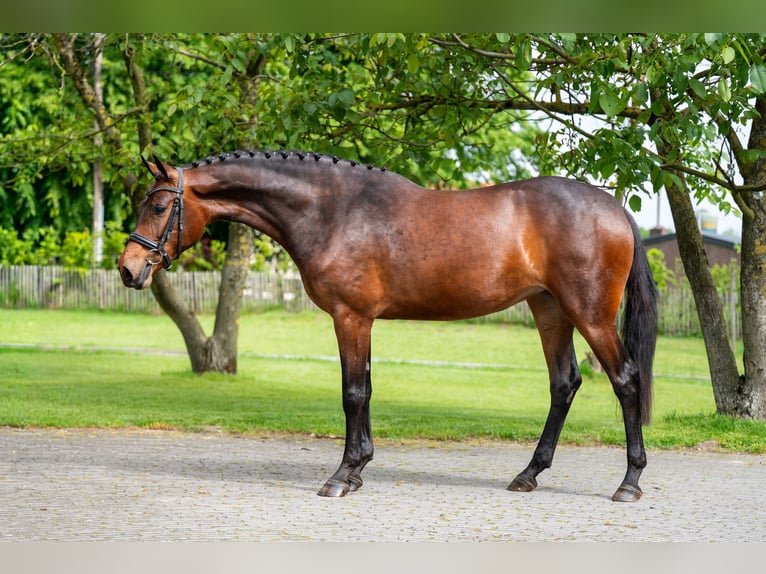 KWPN Mare 4 years 15.3 hh Brown in Grote-Brogel
