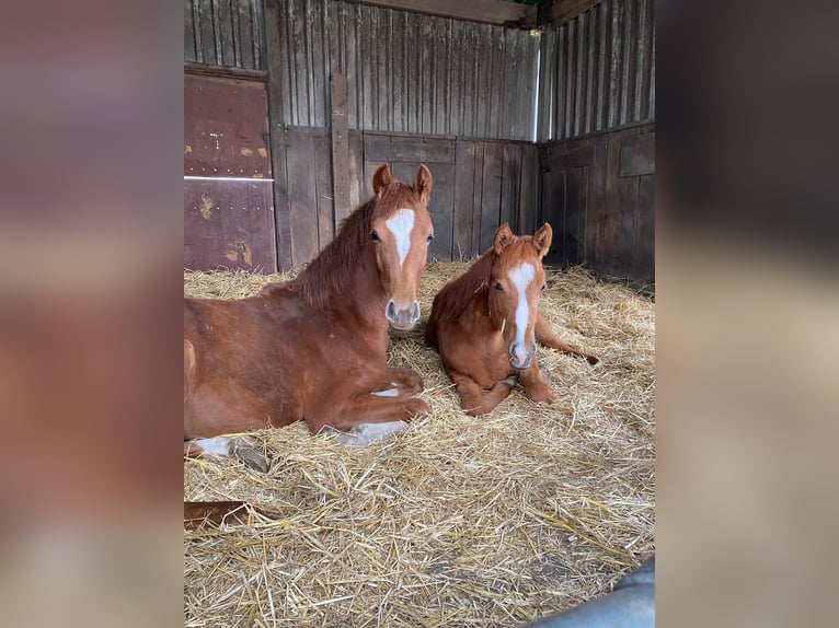 KWPN Mare 4 years 15.3 hh Chestnut in Otterlo Gelderland