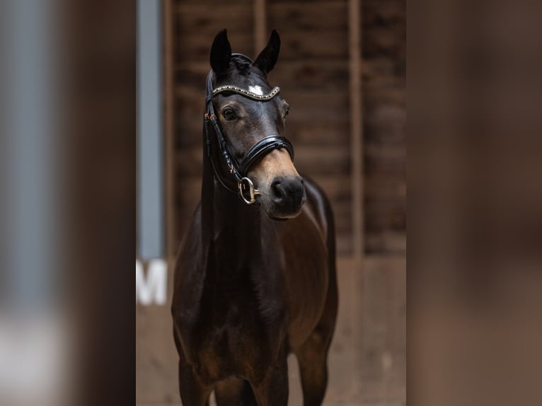KWPN Mare 4 years 15.3 hh Smoky-Black in Daarlerveen