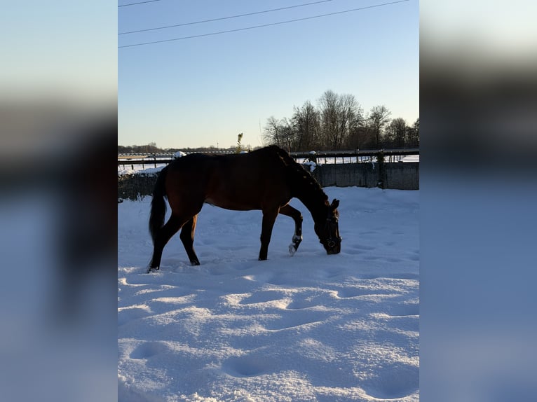 KWPN Mare 4 years 15 hh Bay-Dark in Houten