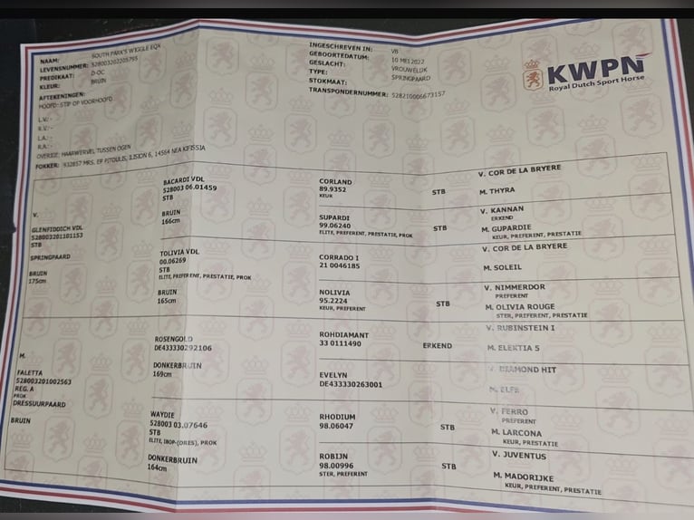 KWPN Mare 4 years 15 hh Bay-Dark in Houten