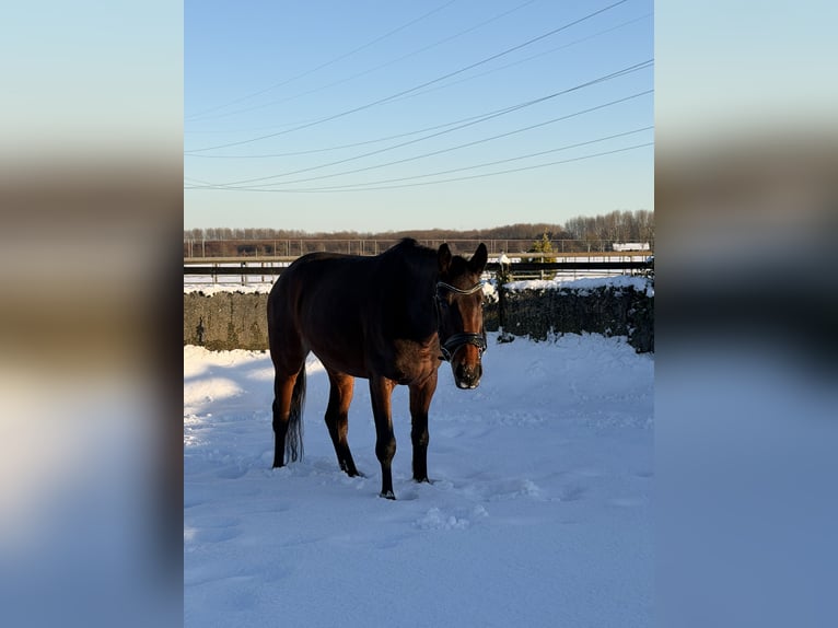 KWPN Mare 4 years 15 hh Bay-Dark in Houten