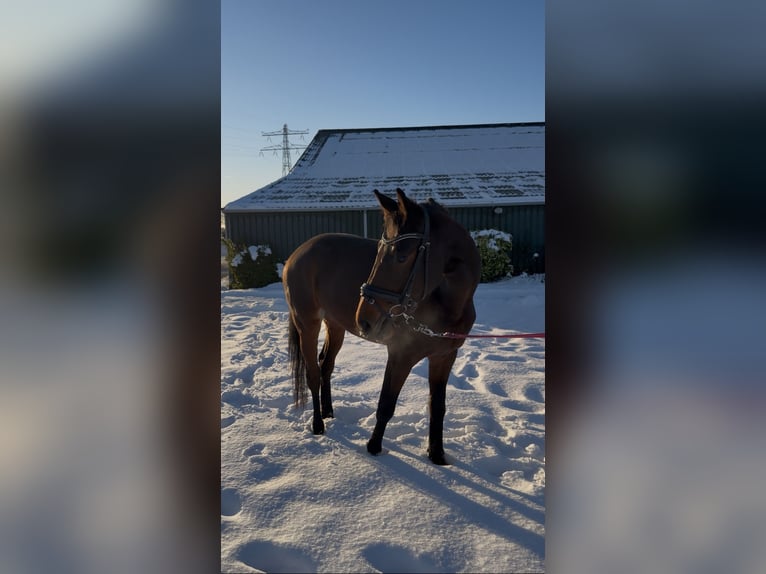 KWPN Mare 4 years 15 hh Bay-Dark in Houten