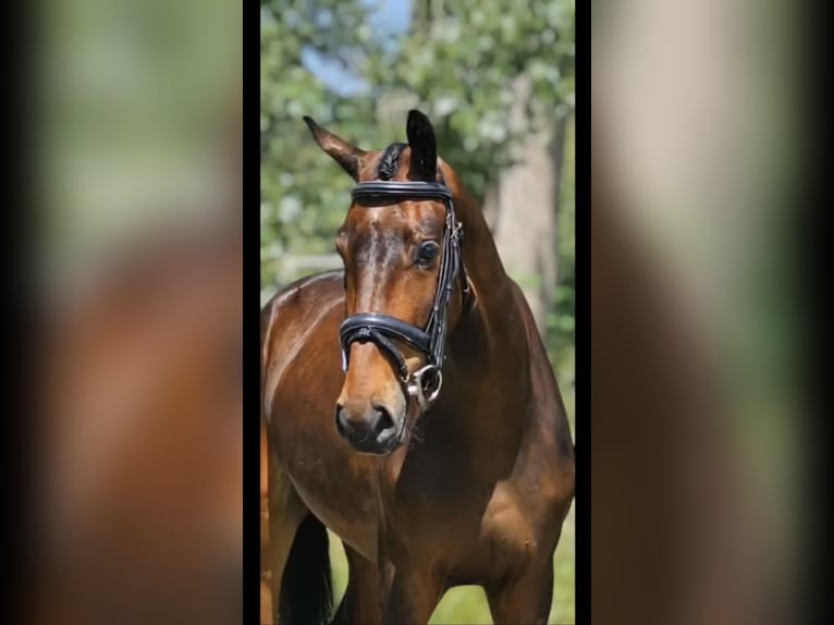 KWPN Mare 4 years 15 hh Bay-Dark in Houten