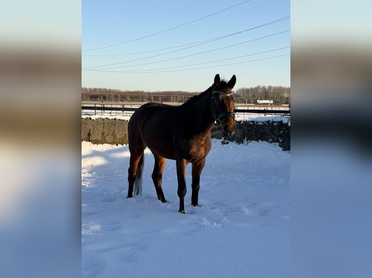 KWPN Mare 4 years 15 hh Bay-Dark in Utrecht