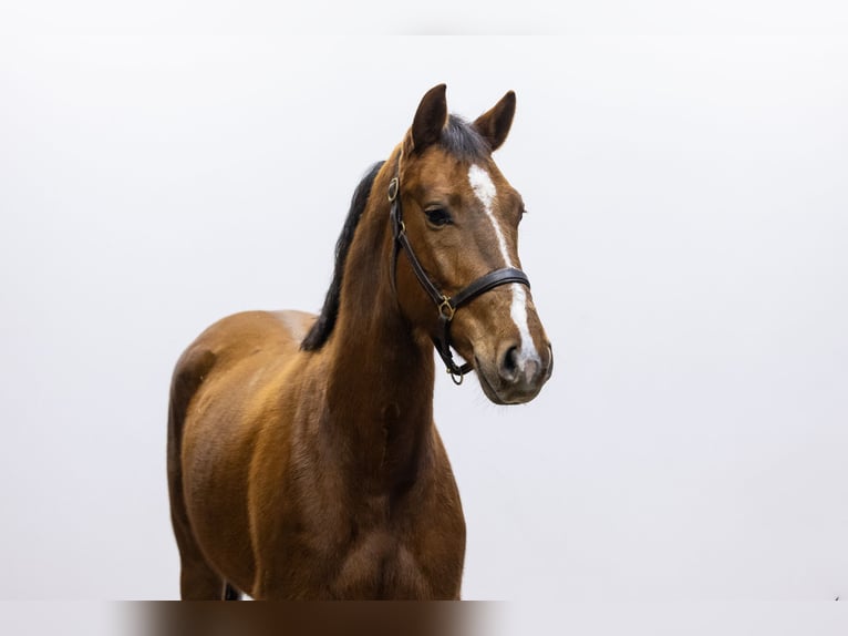 KWPN Mare 4 years 15 hh Chestnut-Red in Waddinxveen